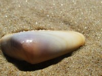 /album/nesian-photography/nesian-picture-16-copy-jpg/